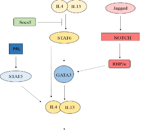 Figure 1.3. The IL4/13-STAT6-GATA-3 Pathway in Mammary Gland Development 