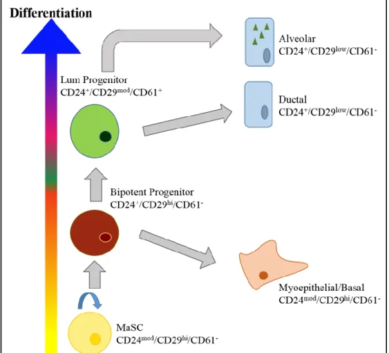 Figure 1.4. Differentiation Hierarchy for Mouse Mammary Development 