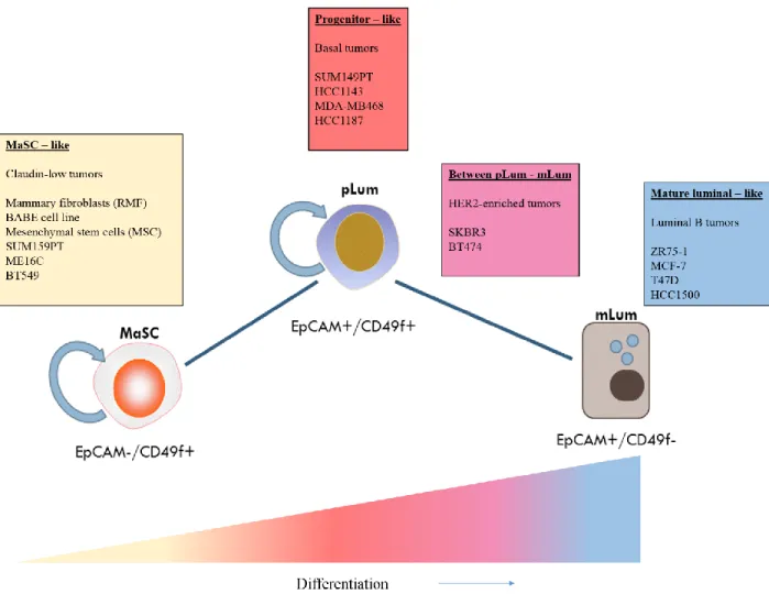 Figure 1.5. Human Breast Cancer/Normal Cell Line Alignment along a Differentiation Axis 