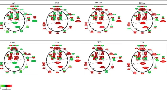 Figure 2.2. Cell Cycle Gene Expression Analysis of Single Transductants in the BABE Cell Line 