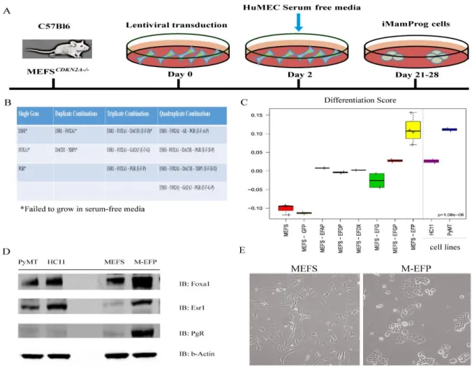 Figure 2.3. Initial Transduction Experiments in the MEFS 