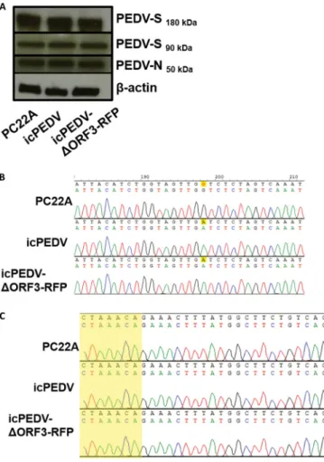 TABLE 1 Summary of PEDV replication and pathogenesis in Gn pigs b