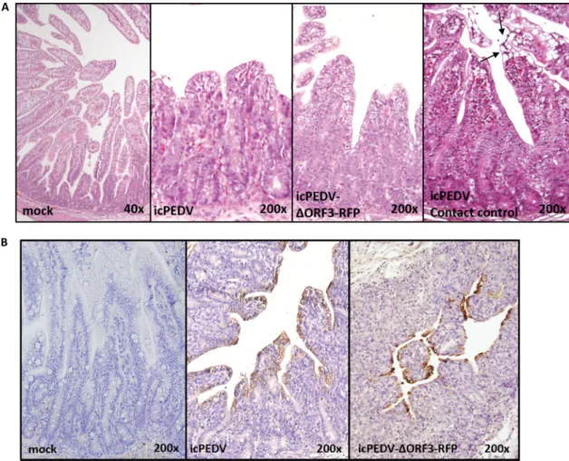 TABLE 2 Summary of IHC staining in infected pigs