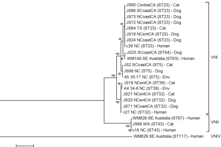 FIG 2 Dendrogram showing phylogenetic relationships between C. neoformans isolates from the current study and 8 reference strains