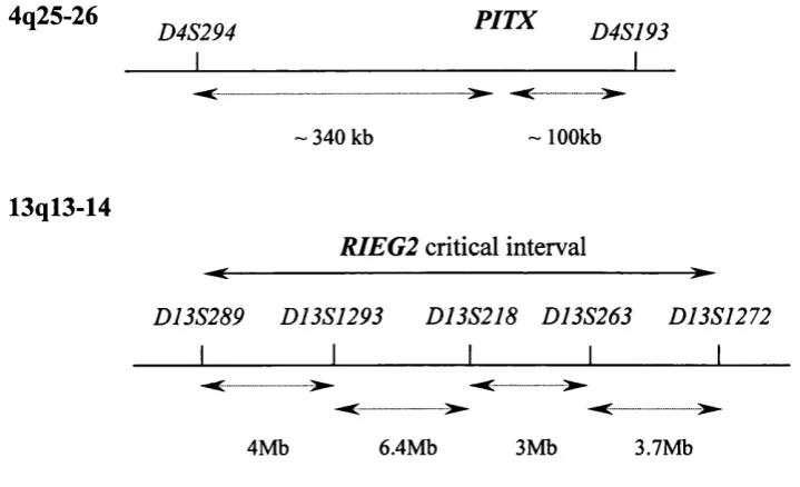 Figure 2b Positions of microsatellite markers relative to PITX2 and R1EG2