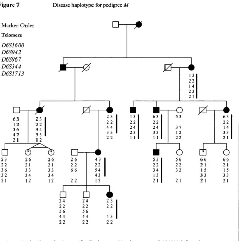 Figure 7Disease haplotype for pedigree M