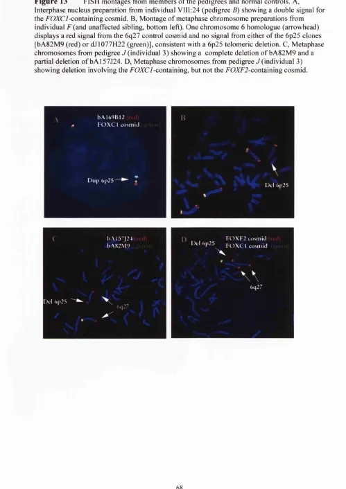 Figure 13 FISH montages from members of the pedigrees and normal controls. A, 
