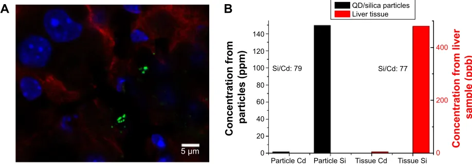 Figure 9 Confocal fluorescent microscopy and elemental analysis of QD/silica particles in liver tissue.Notes: (A) Quantum dots/silica particles in liver tissue section