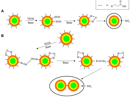 Figure 10 Potential pathways of quantum dots silica coating.Notes: (A) Low concentration of arginine, silanol groups do not cross-link between quantum dots