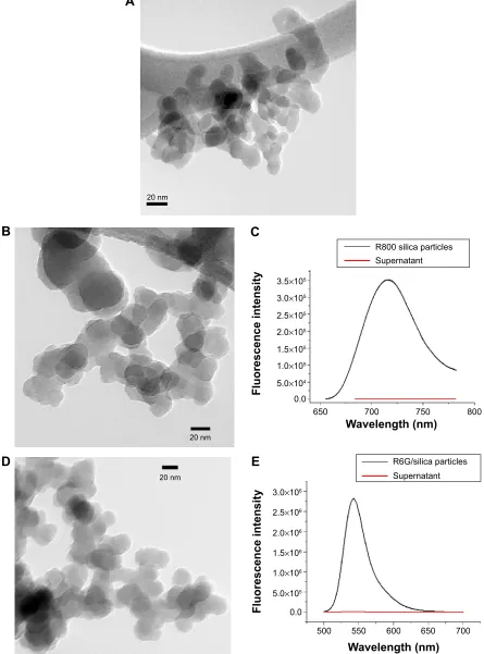 Figure 3 TEM images and fluorescent properties of dye/silica particles.Notes: (A) Transmission electron microscopy images of initial core silica nanoparticles; typical diameter ranges from 20 to 30 nm