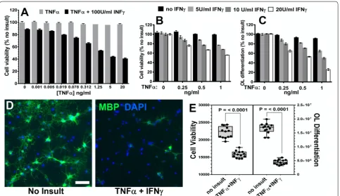 Fig. 2 TNFα synergizes with IFNγ causing reduced OL survival and inhibiting differentiation