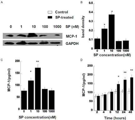 Figure 2. SP induces MCP-1 production. A. Skin fibroblasts from C57BL/KsJ Lepdb mice were treated with SP (indi-cated concentrations), the cell lysates were harvested after 24 h incubation time and analyzed by western blotting for MCP-1