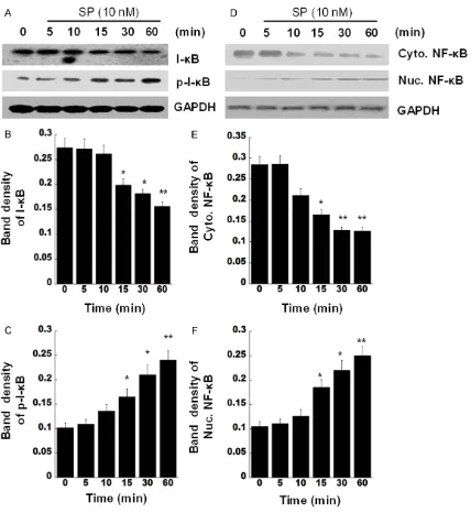Figure 4. SP induces activation of NF-κB. A. Skin fibroblasts from C57BL/KsJ Lepdb mice were treated with 10 nM SP for different times as indicated, the cell lysates were analyzed by western blotting for assessing I-κB or phospho- IκB