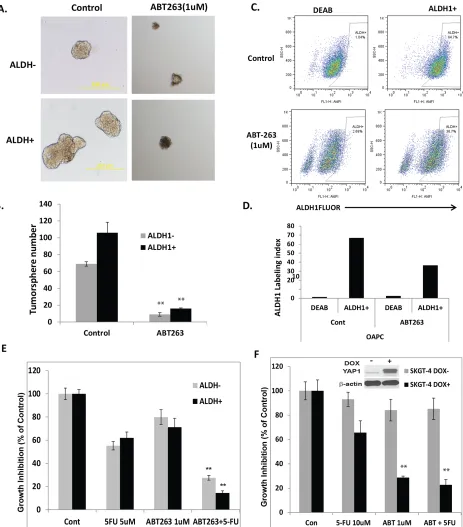 Figure 6: ABT-263 strongly inhibits tumor-sphere formation in both ALDH1+ and ALDH1- EA cells and ABT-263 in combination with 5-FU significantly inhibit ALDH1 positive and induced YAP1 high cell growth