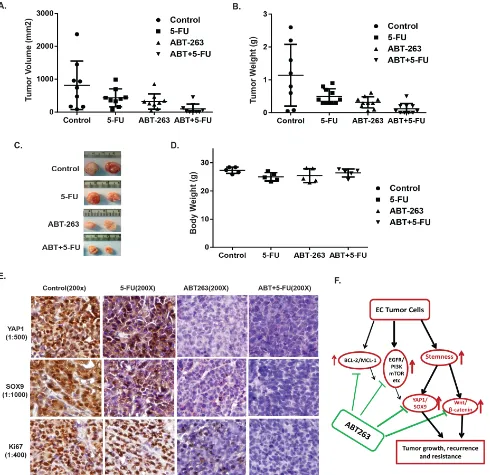 Figure 7: ABT263 in combination with 5-FU strongly inhibit EC tumor growth and suppress expression of stemness genes (YAP1/SOX9) in vivo