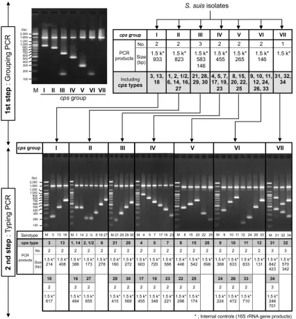FIG 1 Scheme of cps typing using a two-step multiplex PCR assay and the PCR products ampliﬁed from 35 S