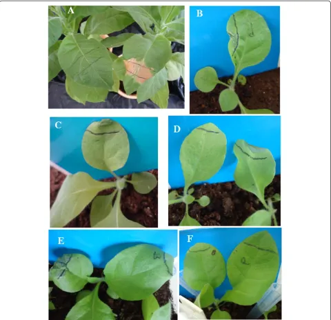 Table 2 Functional analysis of bar and nptII genes intransformed T0 plants