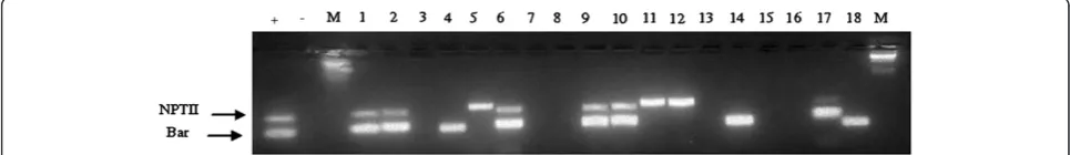 Table 3 Segregation of Basta and kanamycin resistance in T1 plants derived from cotransformed plants