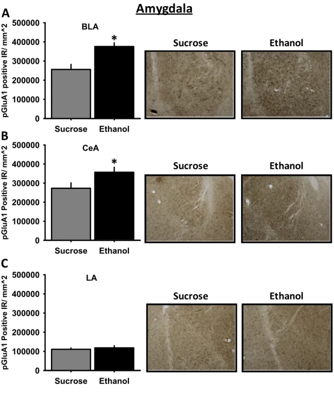 Figure 7 Ethanol self-administration upregulates phosphorylation of the GluA1 AMPA  receptor subunit in subregions of the amygdala