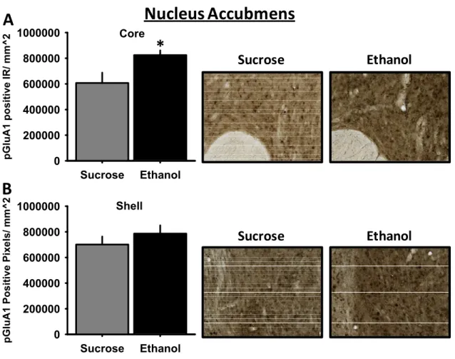 Figure 8 Ethanol self-administration upregulates phosphorylation of the GluA1 AMPA  receptor subunit in subregions of the nucleus accumbens