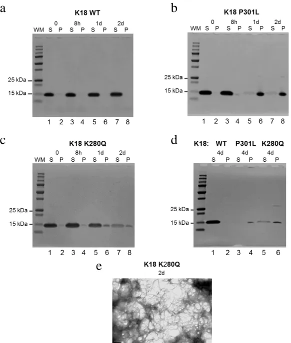 Figure 2: Tau acetylation mimetic K280Q displays accelerated aggregation compared to  wild type tau and dense fibril formation without aid of heparin
