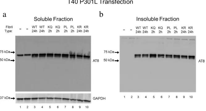 Figure 8. Effects of insoluble tau-K18 fibrils on tau phosphorylation and solubility using  QBI-293 cell seeding assay