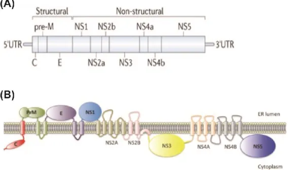 Figure 1.2. Dengue virus genome and polyprotein. (A) DENV RNA genome is (B) translated  and processed as a polyprotein at the ER