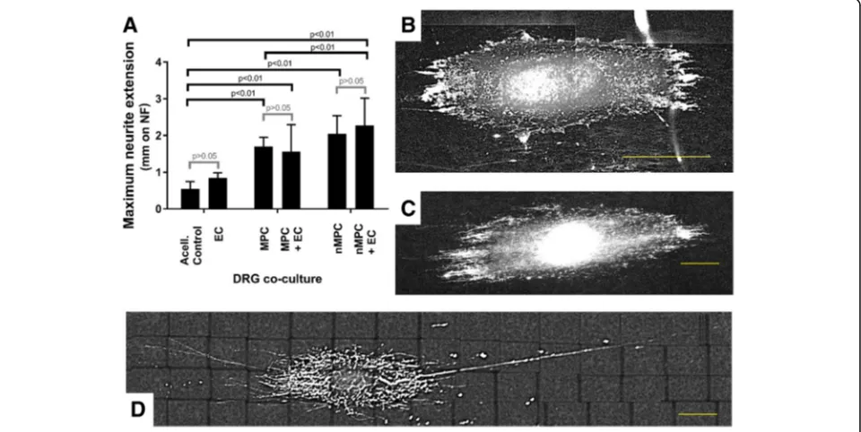 Fig. 3 Neurite extensions of dorsal root ganglia (DRGs) seeded on nanofiber NF scaffold upon coculture with multipotent progenitor cellsMPCs) or combination of MPCs/endothelial cells (ECs) (1:1)