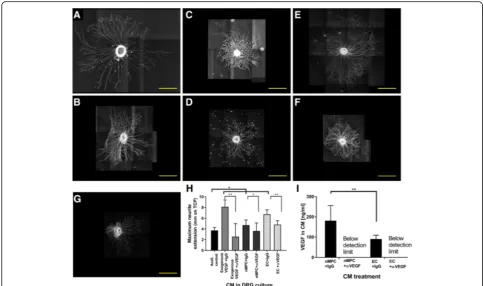 Fig. 5 Vascular endothelial growth factor (a significant decrease in CM-induced neurite outgrowth (one-way ANOVA, Tukeyantibody.control (VEGF)-A production by neurotrophically induced MPCs (nMPC) and endothelial cells (EC) positively affectsneurite extensi