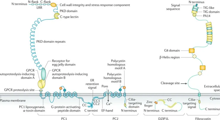 Fig. 2 |. Domain organization of proteins implicated in polycystic kidney disease.