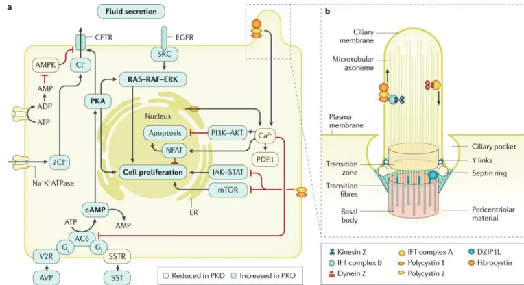 Fig. 4 |. Mechanisms of cyst formation and expansion.