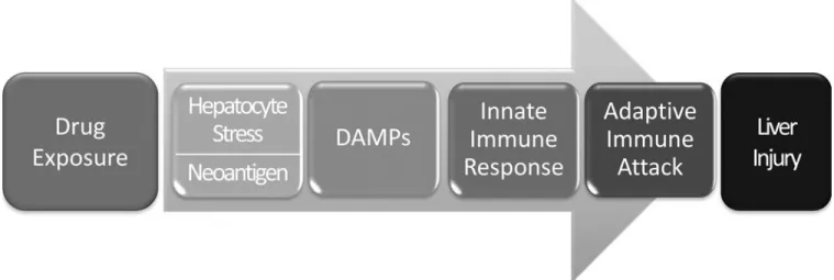 Figure 2. Proposed sequence of events in idiosyncratic DILI involving adaptive immunity In order to initiate an adaptive immune attack on the liver, it is proposed that drug must  cause hepatocyte stress or death leading to release of Damage Associated Mol