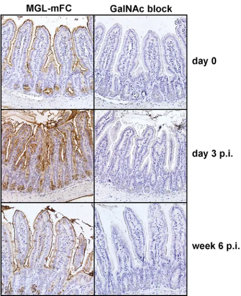 Figure 5: In vivo expression of BRAFV600E results in increased MGL ligand expression. Intestinal tissue material of the previously described BRAFV600E inducible mouse model [27] was used to perform immunohistochemistry