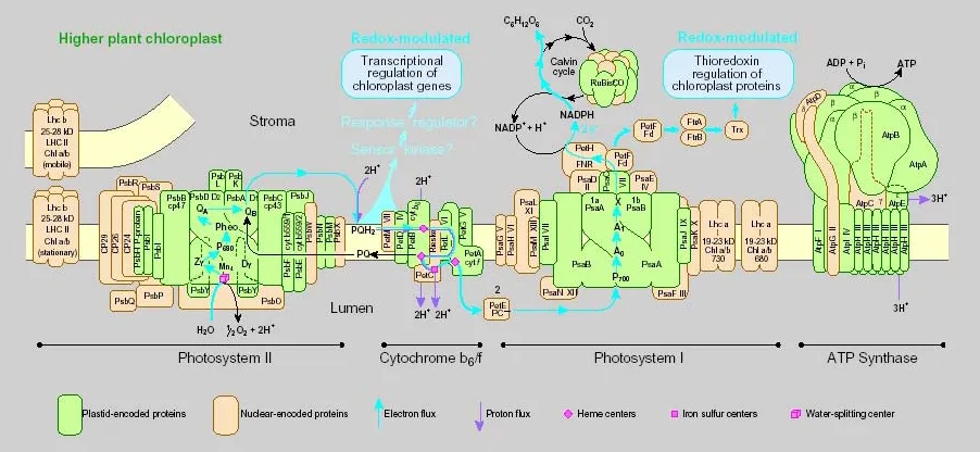 Figure 2. Scheme of the thylakoid membrane system (concept for scheme kindly provided by Prof