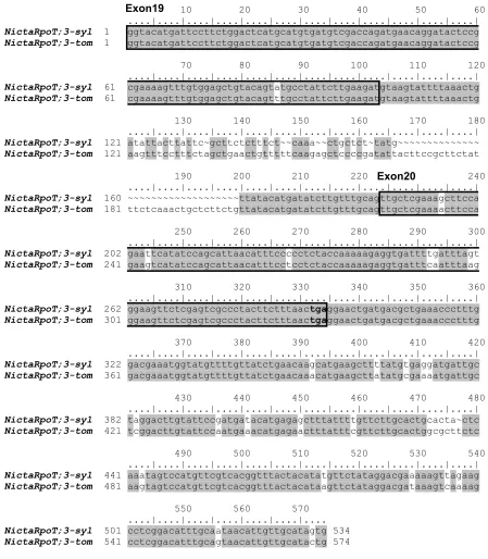 Figure 3. Alignment of similarity. Higher sequence similarity is observed within coding regions (boxed regions), whereas decrease of conserved regions is more evident within introns (region between boxed exon 19 and exon 20)