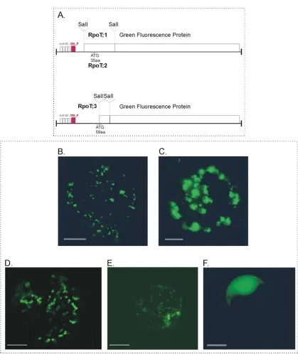 Figure 6. In vivo expression analyses of RpoT;1:GFP, RpoT;2:GFP and RpoT;3:GFP fusion constructs in tobacco protoplasts
