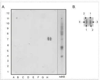 Figure 8. (A) Control of specificity of array hybridisation. An specific probe. (B) Detail picture of dotted PCR product within one spot group
