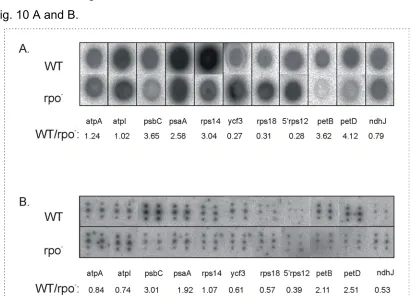 Figure 10. Quantitative comparison of transcript levels in plastids strongly depends on the probe type onto a Nylon membrane and hybridised against gene-specific single-stranded RNA-probes