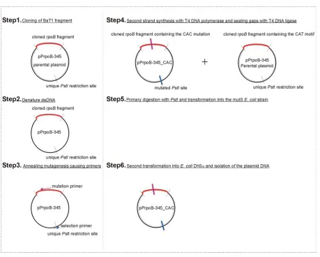Figure 24. Cloning strategy to introduce a point mutation into the rpoB promoter -345