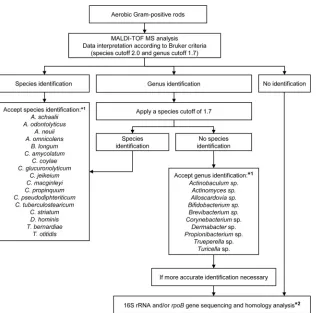 FIG 1 Algorithm for the identiﬁcation of Gram-positive rods in routine diagnostics using MALDI-TOF MS