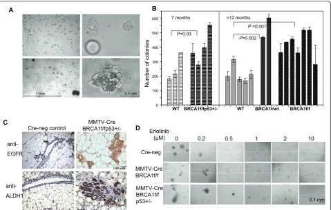 Figure 6 Proliferation and differentiation properties of MECs from MMTV-Cre BRCA1-mutant mice 