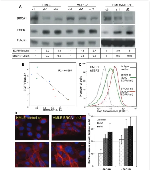 Figure 1Fig 1expression BRCA1 suppression in mammary epithelial cells (MECs) leads to an increase in epidermal growth factor receptor (EGFR)