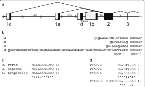 Figure 1 TFAP2A gene contains four alternative first exons which encode conserved protein sequences