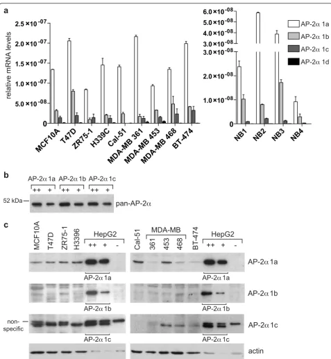 Figure 2 AP-2(30of lysate from HepG2 cells overexpressing each isoform from (b) were loaded on each gel and the blots were also reprobed for actin (lowera isoforms 1a, 1b, and 1c are expressed in breast cell lines and tissues