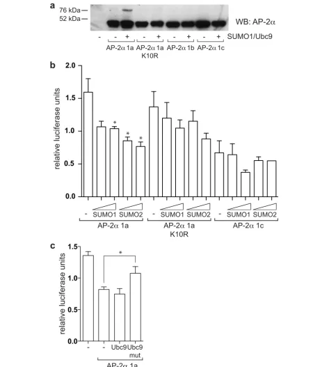 Figure 5 AP-20.15activity normalised to renilla luciferase activity is shown. The average and standard error of three experiments is reported.transfected with 0.2phRG-renilla, 0.25after transfection, lysates were harvested in RIPA buffer containing IAA and