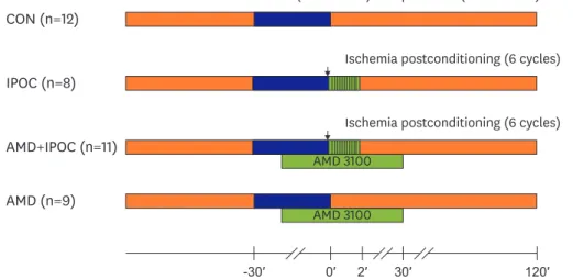 Figure 1. Experimental protocol. CON group was subjected to 30 minutes of regional ischemia followed by 120  minutes of reperfusion