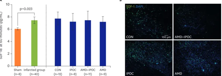 Figure 4. Confocal image of representative immunofluorescent staining for SDF-1 (green), DAPI (blue, nuclear DNA), and merged image from isolated perfused rat hearts
