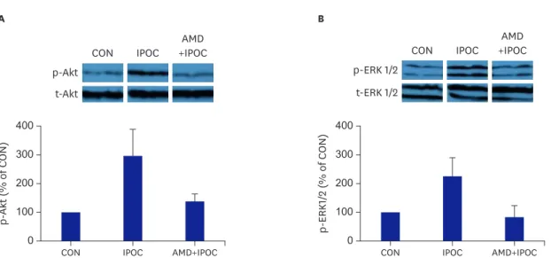 Figure 5. (A) Representative western blotting for p-Akt and t-Akt intensity. (B) Representative western blotting for p-ERK1/2 and t-ERK1/2 intensity