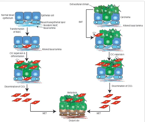 Figure 1. Epithelial–mesenchymal transition and stem cell traits in breast cancer progression