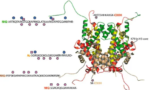 Figure 2.2.  The types of post-translational modifications observed on the core histones,  comprised of a tetramer of H3 (green) and H4 (yellow) and two dimers of H2A (red) and  H2B (beige)